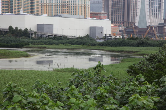 王小康董事长参观路氹城生态保护区